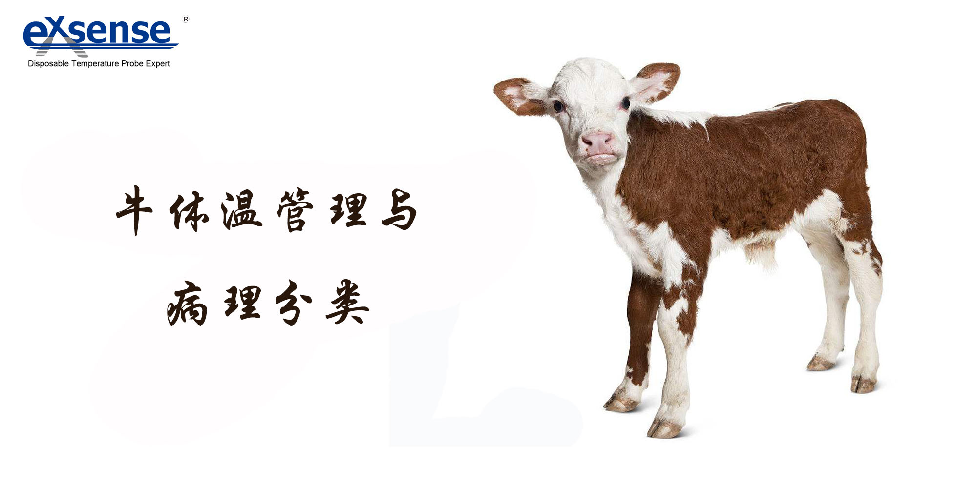 牛體溫與體溫探頭